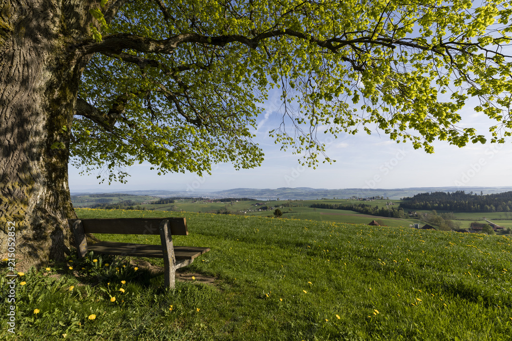 Old tree with a wooden bench stands on a hill on a wonderful spring day in central Switzerland near Ruswil