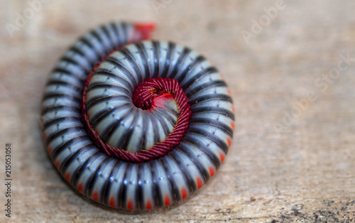 Image close-up of millipede is rolling protection it self on the ground.