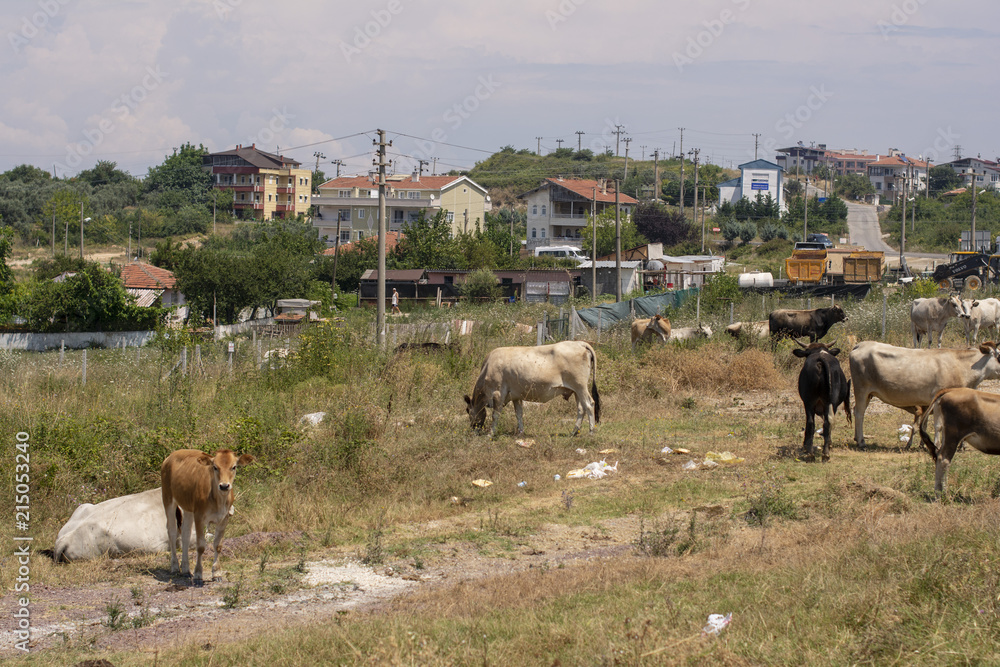 Obraz premium Bahçede gezinen hayvanlar