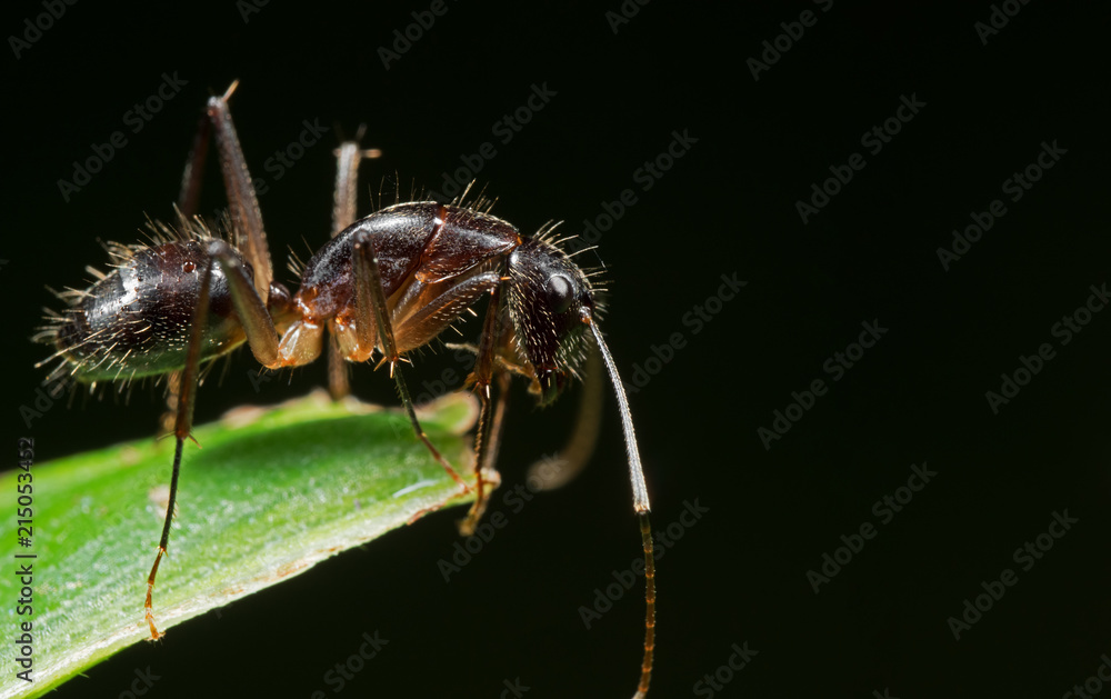 Fototapeta premium Macro Photo of Ant on Green Leaf Isolated on Black Background with Space