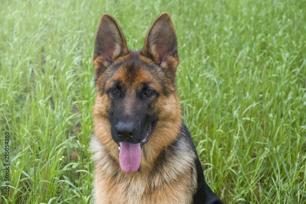 German shepherd resting and walking outdoors in a field. German shepherd resting and walking outdoors in a field.