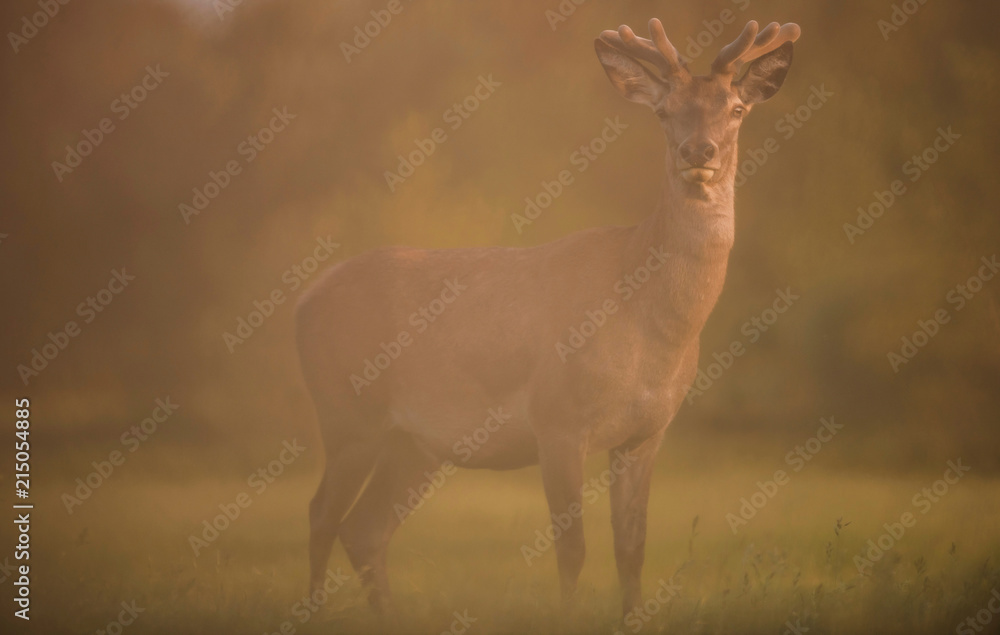 Red deer stag with velvet antler in evening sun.