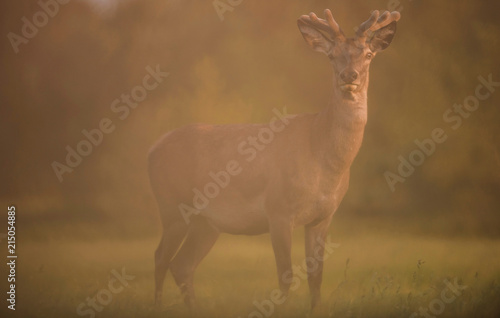 Red deer stag with velvet antler in evening sun.