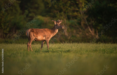 Red deer stag with growing antler in evening spring sun.