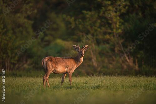 Red deer stag with growing antler in evening spring sun.