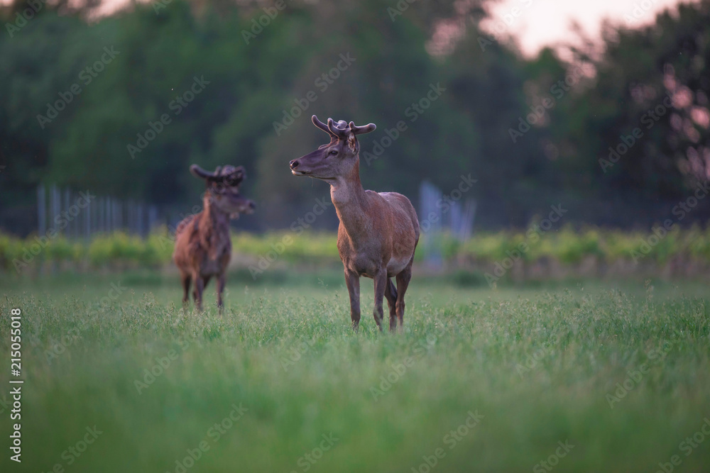 Fototapeta premium Two red deer stag in spring meadow near vineyard at sunset.