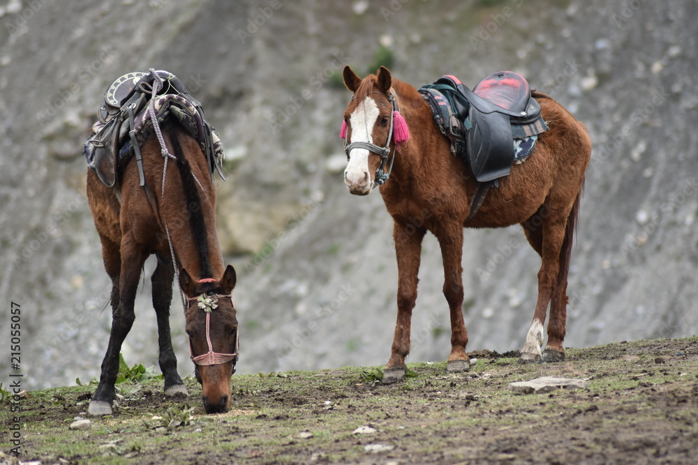 Obraz premium Kashmir horse