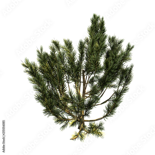 Obraz na plátně 3D Rendering Green Mulga Tree on White