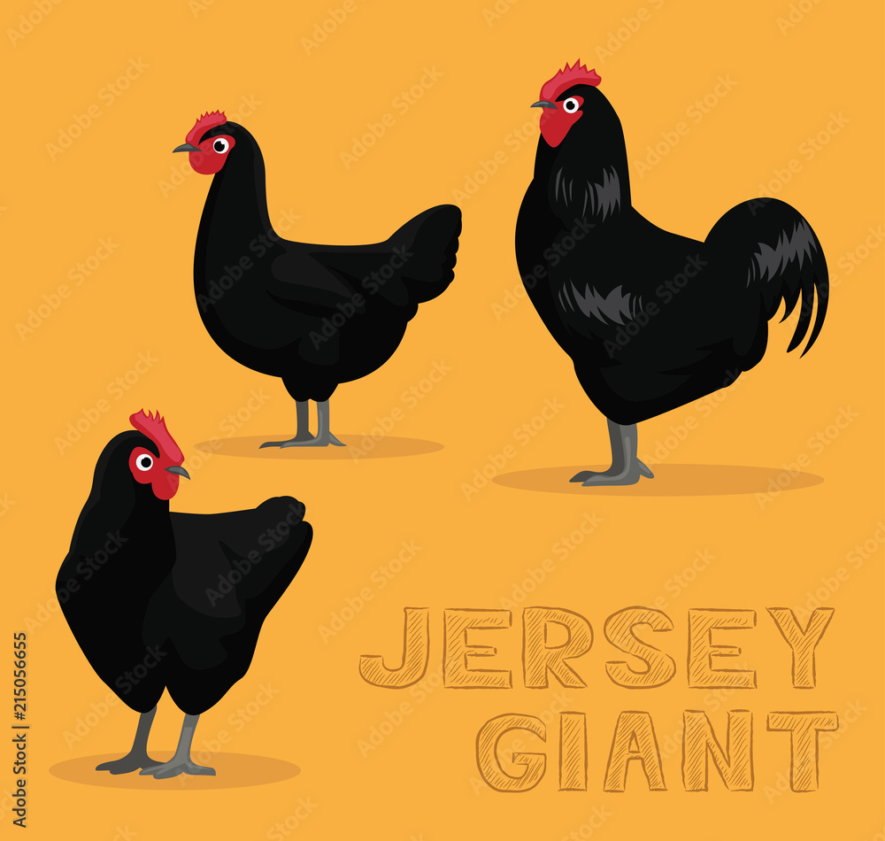 Chicken Jersey Giant Cartoon Vector Illustration Stock Vector Adobe Stock