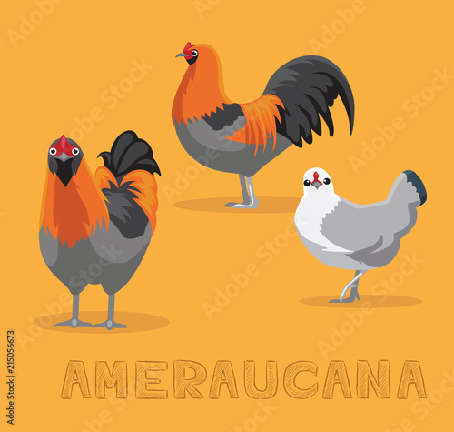 Chicken Ameraucana Cartoon Vector Illustration