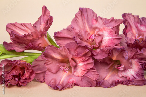 lower gladiolus in color of chocolate on a light background of paper