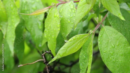 Close up of leaves with waterdrops. photo