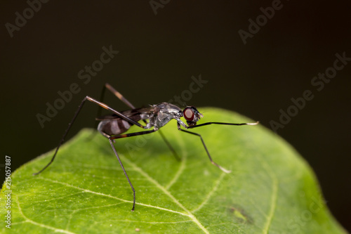 Image of  golden ants (polyrhachis illaudata) on the green leaf thailand Macro