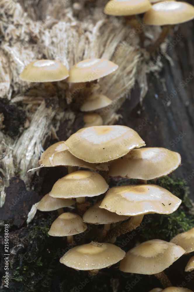 Sheathed woodtuft Sheathed woodtuft