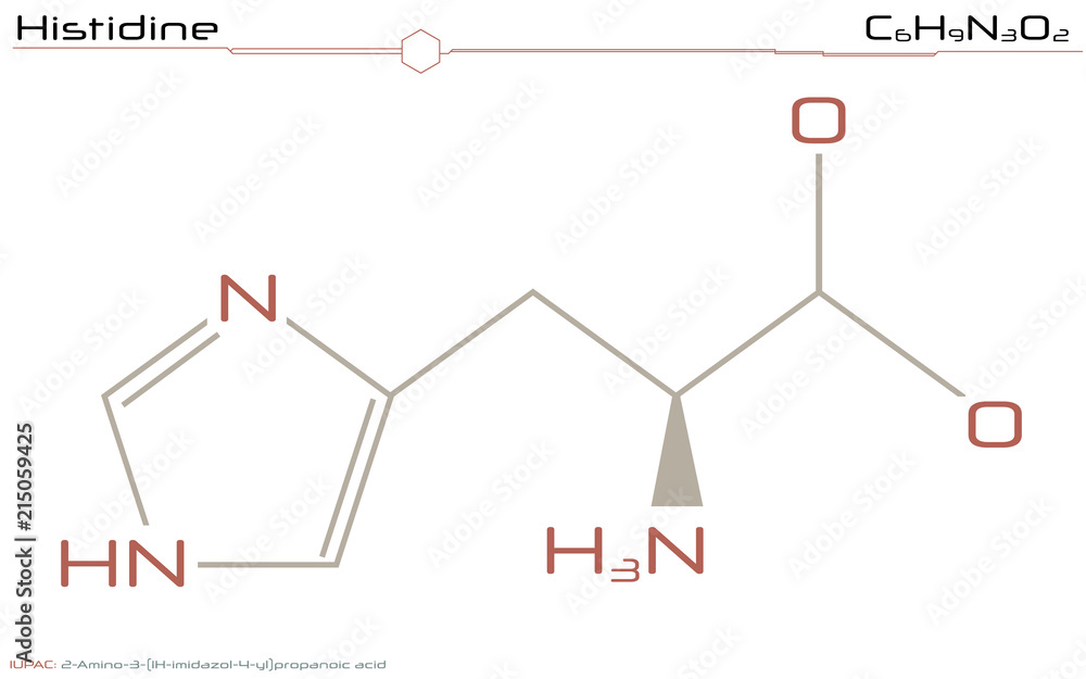 Large and detailed infographic of the molecule of Histidine Large and detailed infographic of the molecule of Histidine