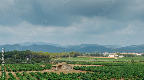 Beautiful view of vineyards near Tarragona, Catalonia, Spain