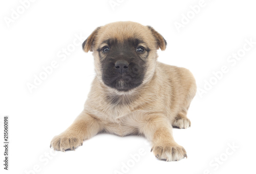 small baby dog or puppy isolated on white background