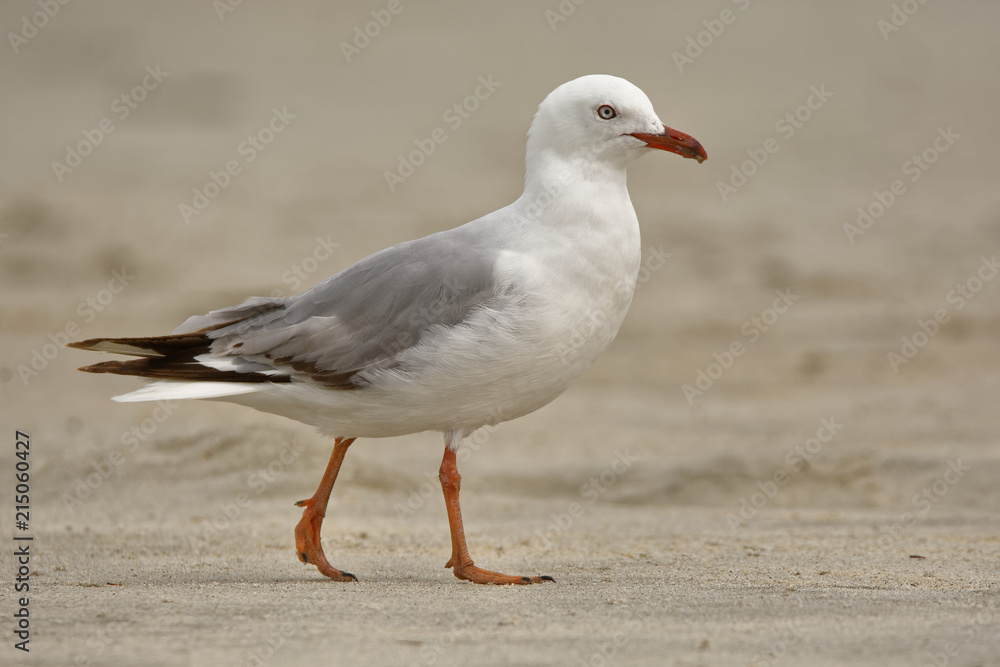Fototapeta premium Red-billed Gull - Chroicocephalus scopulinus - in maori tarapunga, also known as the mackerel gull, is a native of New Zealand