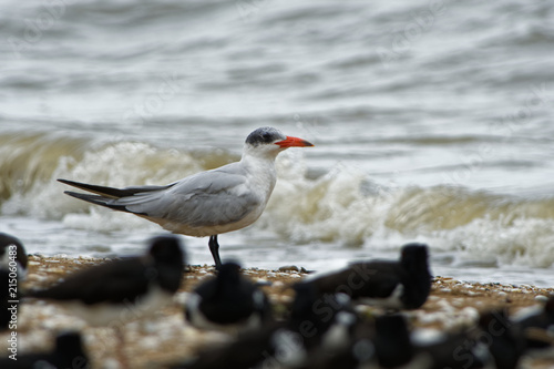 Caspian Tern - Sterna caspia (Hydroprogne caspia) is a species of tern, which is the  world's largest ternwith. North America, locally in Europe, Asia, Africa, Australasia photo