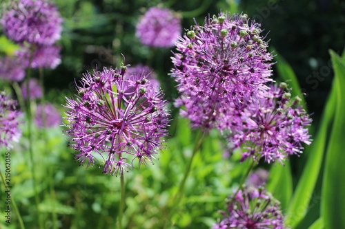 flowers of purple decorative Allium bow