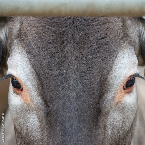 Portrait of Bazadaise cow and calf on a farm