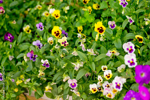 Colorful pansy flowers in garden photo