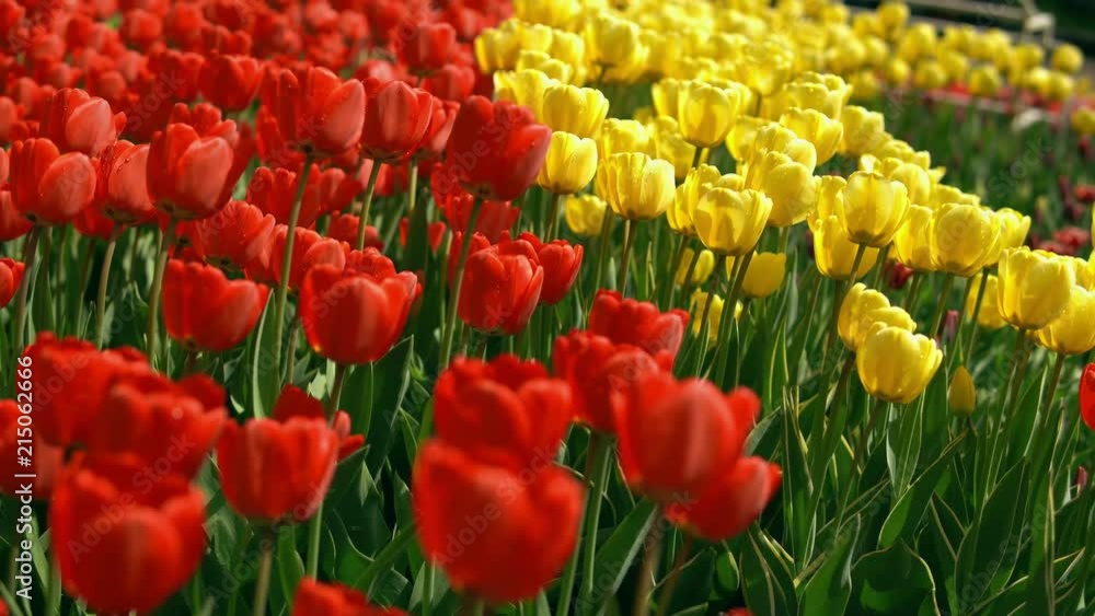 Close up flowers background. Fresh flowers in amazing garden field. Close up flowers background. Fresh flowers in amazing garden field.