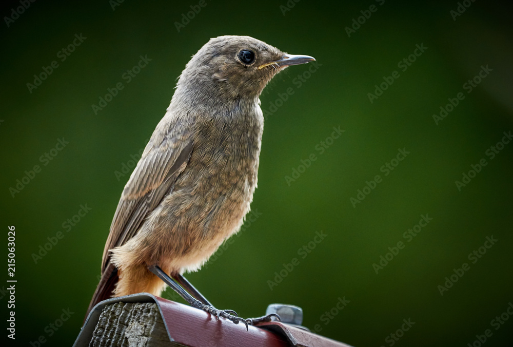Naklejka premium Grauschnäpper Vogel sitzt auf einem Hausdach isoliert vor grünem natürlichen Hintergrund in Trossingen, Deutschland