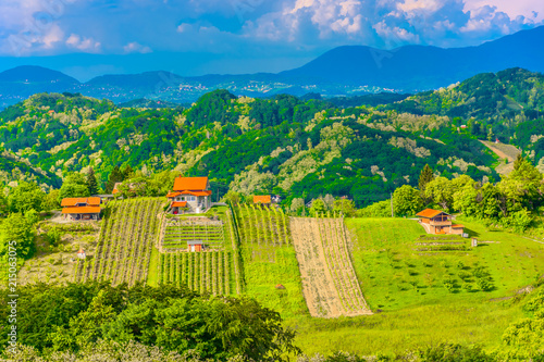 Vineyards Zagorje countryside Croatia. / Scenic view at springtime vineyards in Croatia, Zagorje region field.  photo