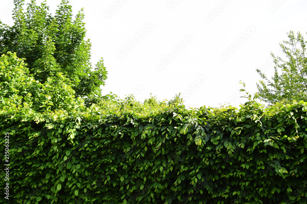 Fototapeta premium High top of a tree and dense leaves of a hedge - Green garden