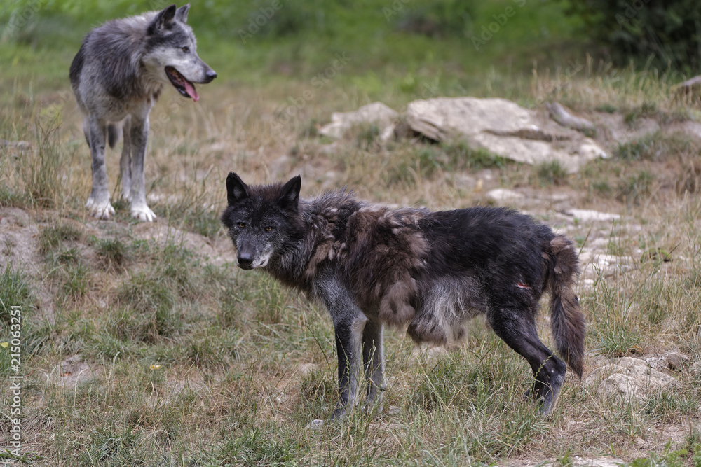 Loup noir d'Amérique souffre douleur Loup noir d'Amérique souffre douleur
