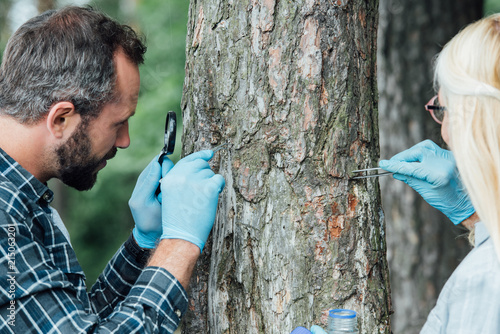 two colleagues scientists examining and taking sample of bark of tree outdoors