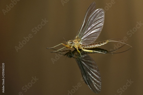 Mayfly (Ephoron virgo) photo