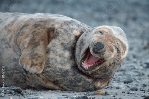 Grey Seal, female, Helgoland, Schleswig-Holstein, Germany (Halichoerus grypus) photo