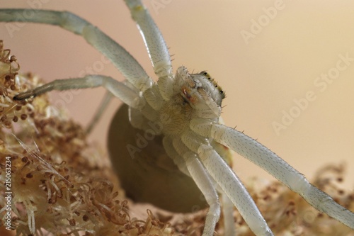 Goldenrod Crab Spider (Misumena vatia), female