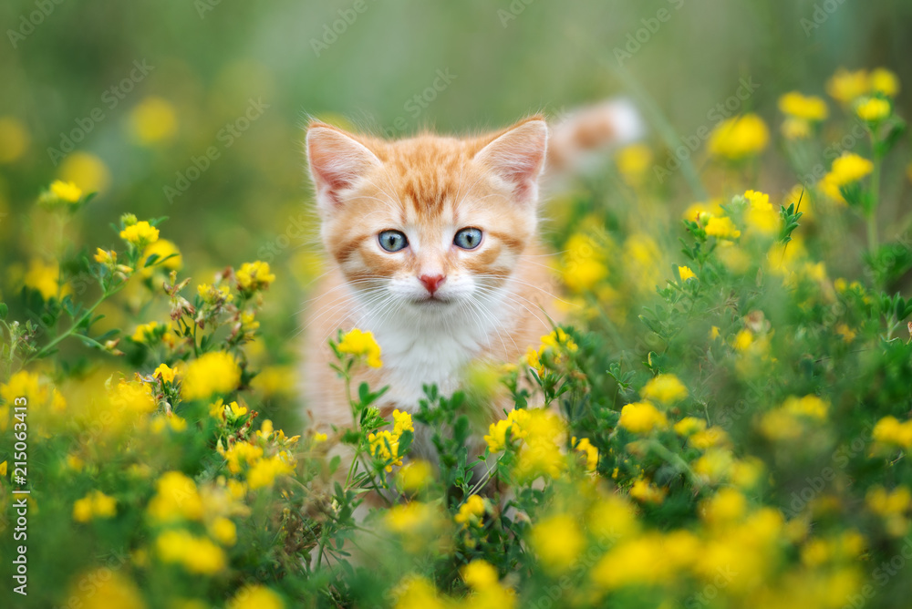 beautiful red kitten posing in grass outdoors - obrazy, fototapety, plakaty 
