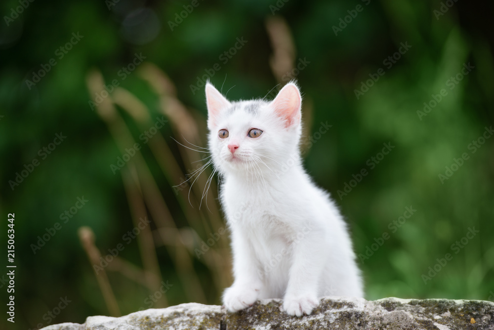 white kitten posing outdoors in summer