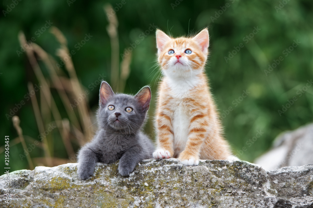 Fototapeta premium dwa urocze kocięta pozowanie na zewnątrz w lecie