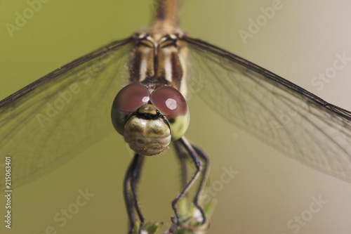 Heath dragonfly, female photo