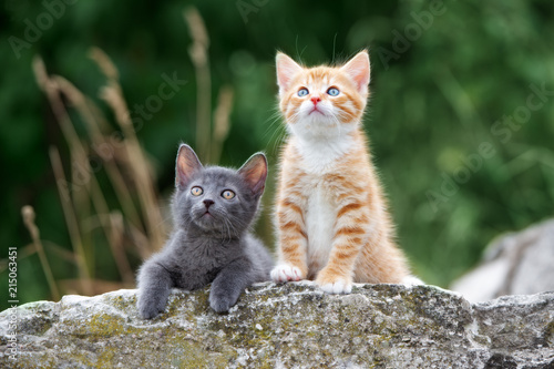 two adorable kittens posing outdoors in summer