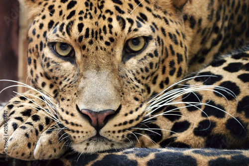Portrait of Sri Lankan leopard photo
