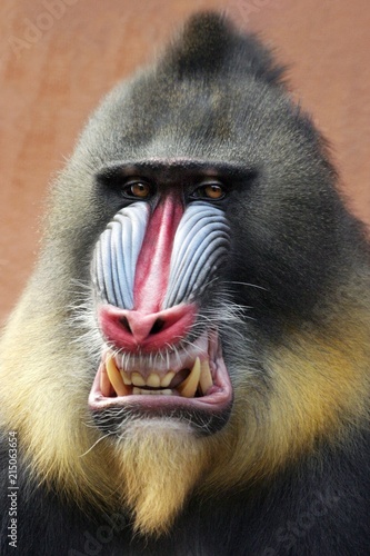 Portrait of mandrill photo