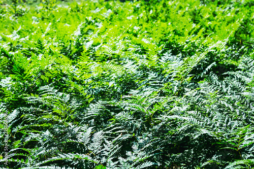 Natural fern leaf clover, fern leaf pattern. Green foliage with green fern leaf. Summer greenery background photo.