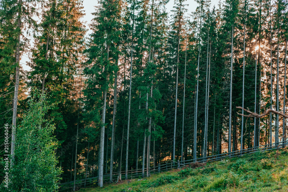 Wood somewhere deep in the Carpathian mountains.