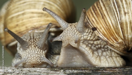 Close up of snails photo