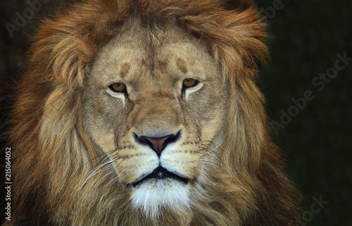 Lion photo