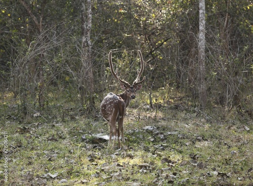 Male Axis deer, Spotted deer, Chital or Cheetal (Axis axis), Rajiv Gandhi National Park, Nagarhole National Park, Karnataka, South India, India, South Asia, Asia