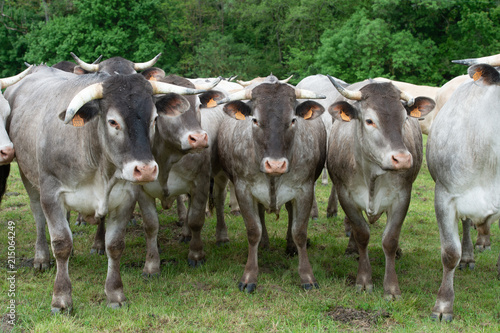 Bazadaise cows and calves daisy in the meadow © FreeProd
