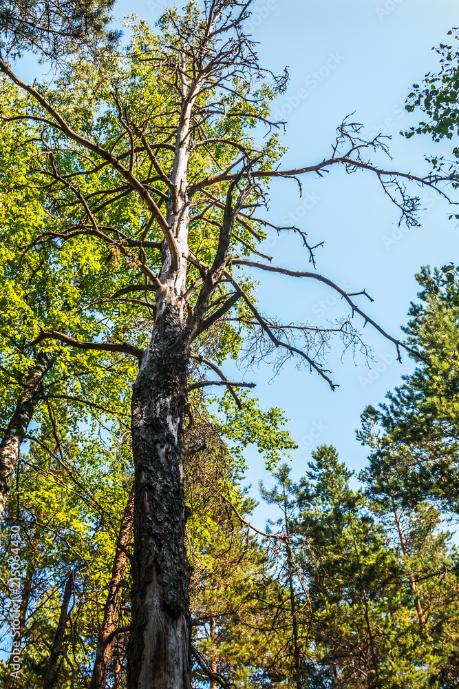 Fototapeta premium an old dry tree in a summer pine forest