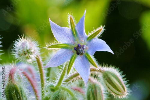 Blossom of the borage (Borago officinalis)
